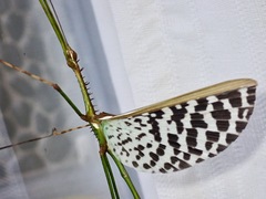 Diesbachia sophiae