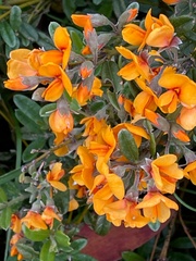 Oxylobium ellipticum