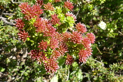 Ozothamnus alpinus