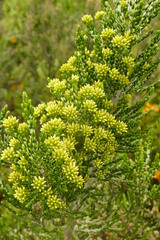 Ozothamnus cupressoides