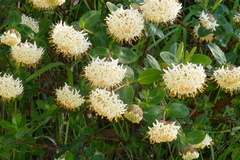 Pimelea ligustrina ciliata