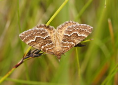 Chrysolarentia heliacaria