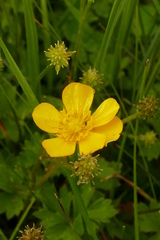 Ranunculus graniticola