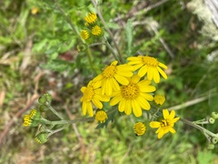 Senecio pinnatifolius alpinus