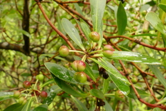 Tasmannia xerophila