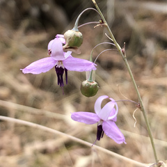 Dichopogon capillipes