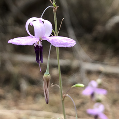 Dichopogon capillipes