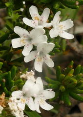 Westringia senifolia