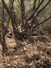 Dichopogon capillipes