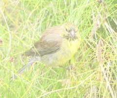 Crithagra symonsi