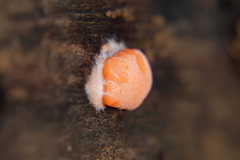 Dictydiaethalium plumbeum