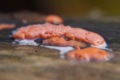 Dictydiaethalium plumbeum