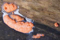 Dictydiaethalium plumbeum