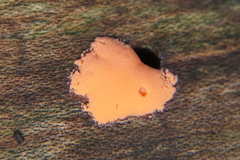 Dictydiaethalium plumbeum