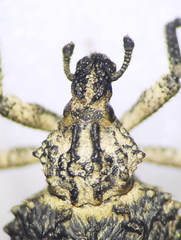 Brachycerus muricatus