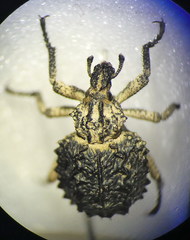 Brachycerus muricatus