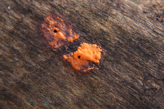 Dictydiaethalium plumbeum