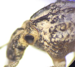 Brachycerus muricatus