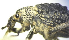 Brachycerus muricatus