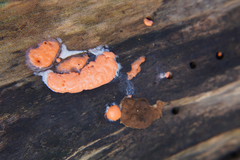 Dictydiaethalium plumbeum