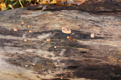 Dictydiaethalium plumbeum