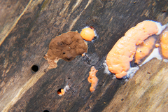 Dictydiaethalium plumbeum