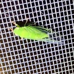 Guineapsaltria flava