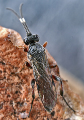 Barichneumon