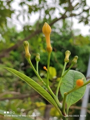 Tabernaemontana dichotoma