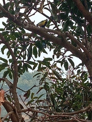 Machlolophus xanthogenys