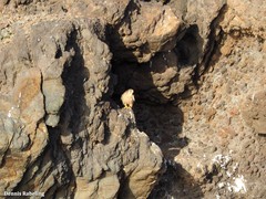 Falco tinnunculus dacotiae