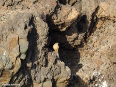 Falco tinnunculus dacotiae