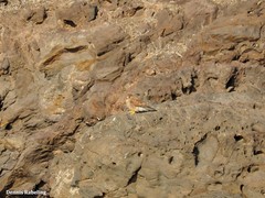 Falco tinnunculus dacotiae