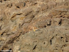 Falco tinnunculus dacotiae