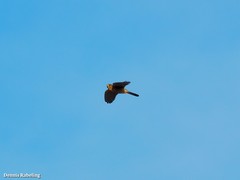 Falco tinnunculus dacotiae