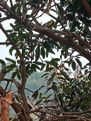 Machlolophus xanthogenys