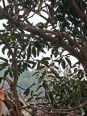 Machlolophus xanthogenys