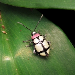 Omophoita octoguttata