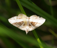 Chrysolarentia conifasciata