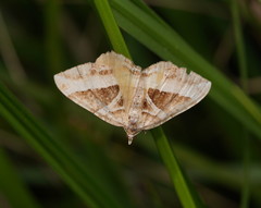Chrysolarentia conifasciata