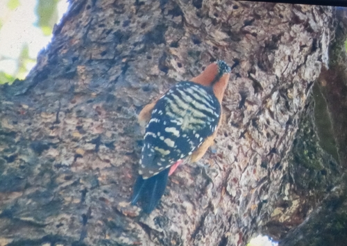Rufous-bellied Woodpecker (Dendrocopos hyperythrus), photo 7