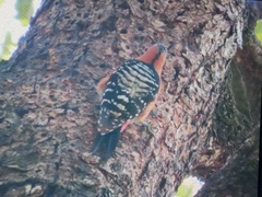 Dendrocopos hyperythrus