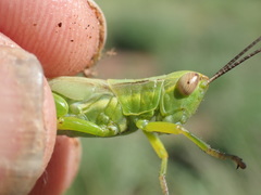 Bermius