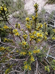 Thymelaea tinctoria