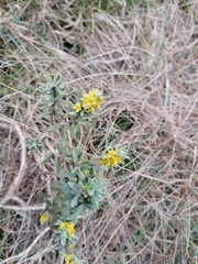 Thymelaea tinctoria