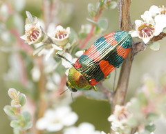 Castiarina thomsoni