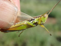 Bermius