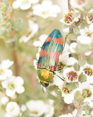 Castiarina thomsoni