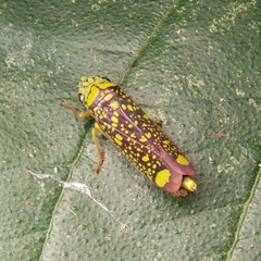 Aulacizes conspersa