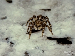 Pseudeuophrys lanigera